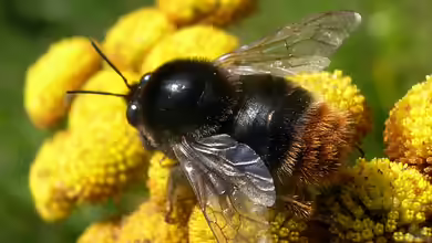 Bombus confusus im Garten