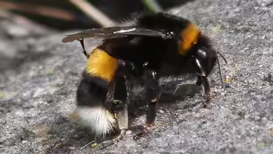 Bombus cryptarum im Garten