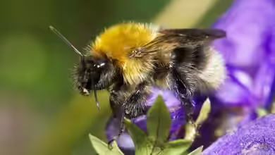 Bombus gerstaeckeri im Garten
