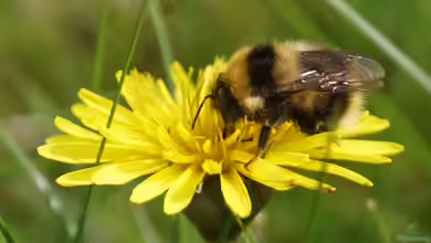 Bombus hortorum im Garten