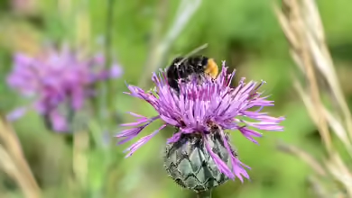 Bombus lapidarius im Garten