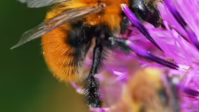 Bombus muscorum im Garten