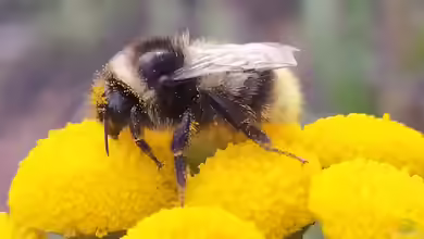 Bombus sichelii im Garten