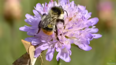 Bombus sylvarum im Garten
