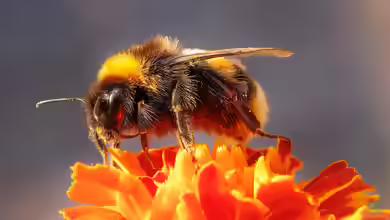 Bombus terrestris im Garten