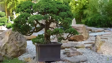 Bonsai-Bäume richtig pflegen - Ein ausführlicher Leitfaden