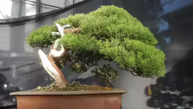 Bonsai im Terrarium: Geht das?