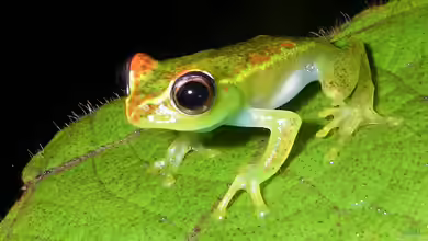 Boophis rappiodes im Terrarium halten