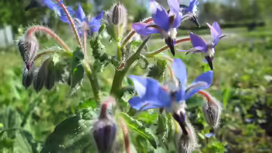 Borago officinalis am Gartenteich