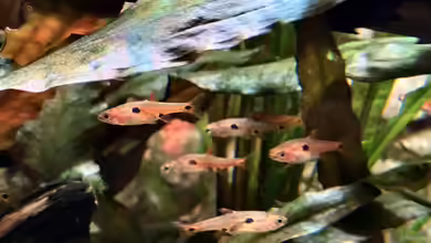 Boraras-Arten im Aquarium halten