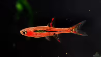 Boraras brigittae im Aquarium halten