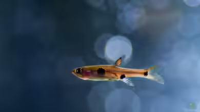 Boraras maculatus im Aquarium halten