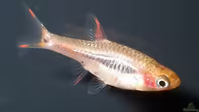 Boraras Merah im Aquarium halten