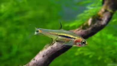 Boraras urophthalmoidess im Aquarium halten