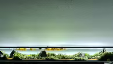 Borneo Wild von AquaTobi90