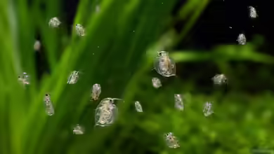 Bosmiden im Aquarium: Kleines Lebendfutter mit großem Nutzen