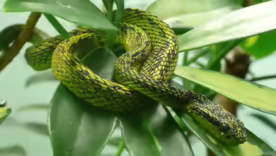 Bothriechis nigroviridis: Schwarzgefleckte Palmlanzenotter im Terrarium halten