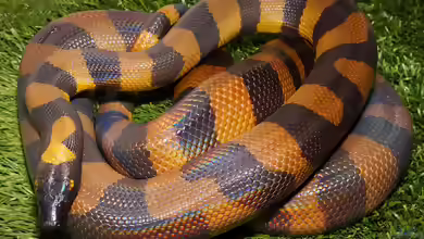 Bothrochilus boa: Bismarck-Ringpython im Terrarium halten