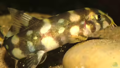 Botia kubotai im Aquarium halten