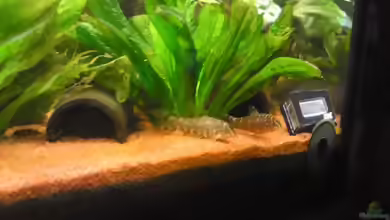 Botia rostrata im Aquarium halten