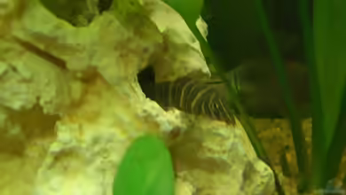 Botia striata im Aquarium halten