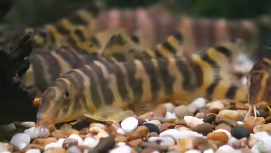 Botia udomritthiruji im Aquarium halten