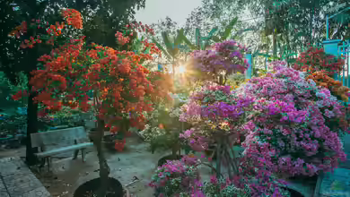 Bougainvillea: Das sind die Arten für Anfänger in der mediterranen Gartengestaltung