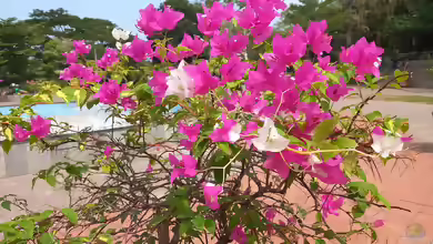 Bougainvillea glabra im Garten pflanzen