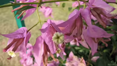Bougainvillea peruviana im Garten pflanzen