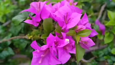 Bougainvillea spectabilis im Garten pflanzen