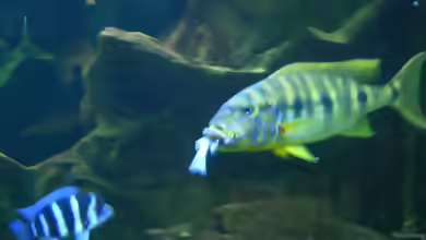 Boulengerochromis microlepis im Aquarium