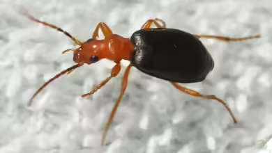 Brachininae im Garten