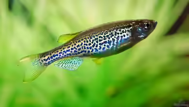 Brachydanio frankei im Aquarium halten