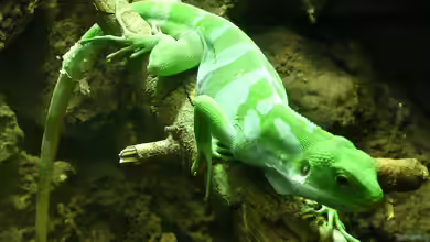 Brachylophus fasciatus im Terrarium halten