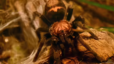 Brachypelma albiceps im Terrarium halten