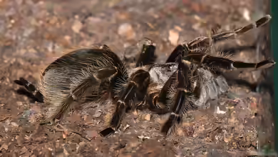 Brachypelma albopilosum halten