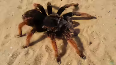 Brachypelma boehmei halten