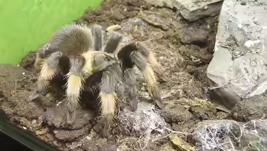 Brachypelma emilia im Terrarium halten