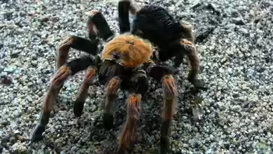 Brachypelma hamorii im Terrarium halten