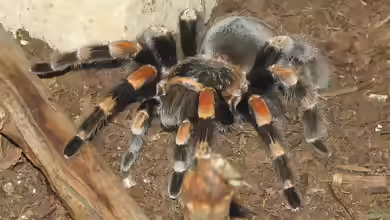 Brachypelma smithi halten