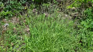 Brachypodium sylvaticum im Garten pflanzen