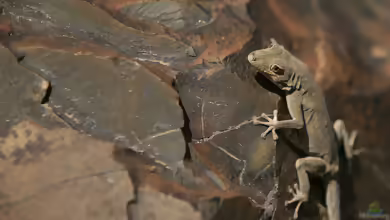 Bradfield-Namibtaggecko: Rhoptropus bradfieldi im Terrarium halten