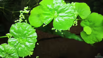 Brasilianischer Wassernabel-Hydrocotyle leucocephala