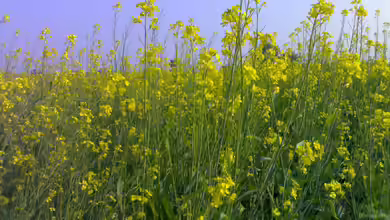 Brassica juncea im Garten pflanzen