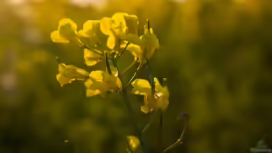 Brassica napus im Garten pflanzen