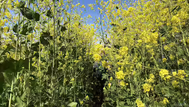Brassica nigra im Garten pflanzen