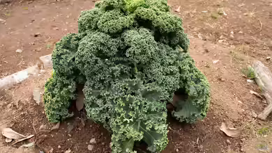 Brassica oleracea var. acephala im Garten pflanzen