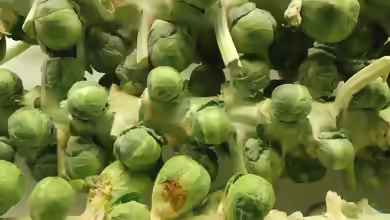 Brassica oleracea var. gemmifera im Garten pflanzen