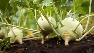 Brassica oleracea var. gongylodes im Garten pflanzen