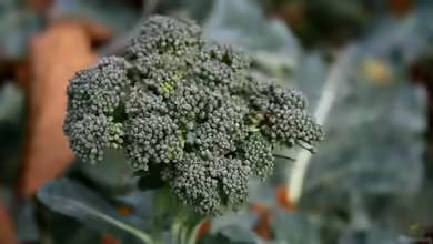 Brassica oleracea var. italica im Garten pflanzen